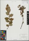 Foto von Salix hastata L.